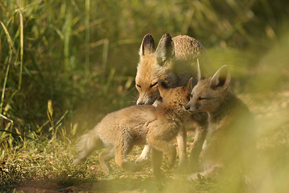 צילום:  אלכס גייפמן