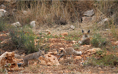 צילום:  אלכס גייפמן