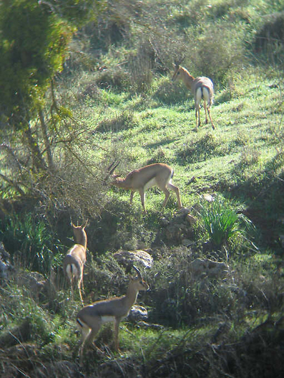 צילום:  אלכס גייפמן