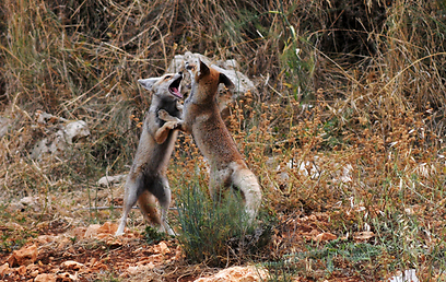 צילום:  אלכס גייפמן