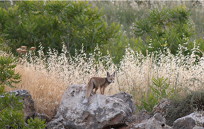 צילום:  אלכס גייפמן