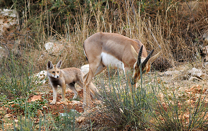 צילום:  אלכס גייפמן