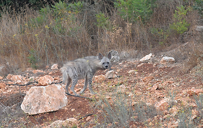 צילום:  אלכס גייפמן