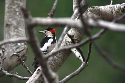 צילום:  אלכס גייפמן