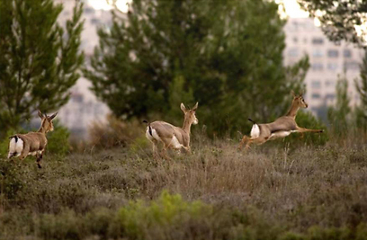 צילום:  אלכס גייפמן