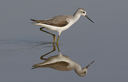 צילום: אלון מאיר