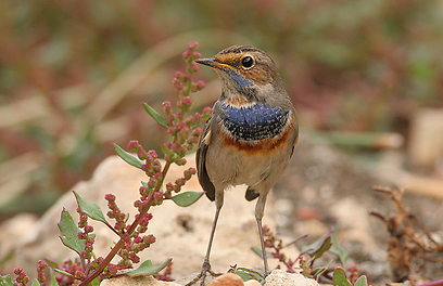 צילום: אלון מאיר