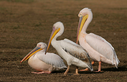 צילום: אלון מאיר