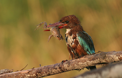 צילום: אלון מאיר