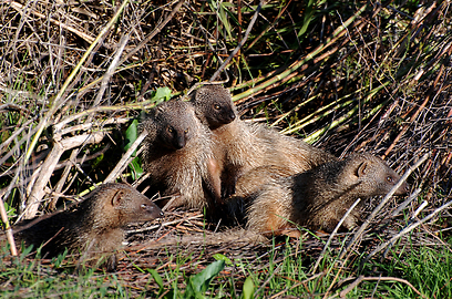 צילום: עירד סולניק
