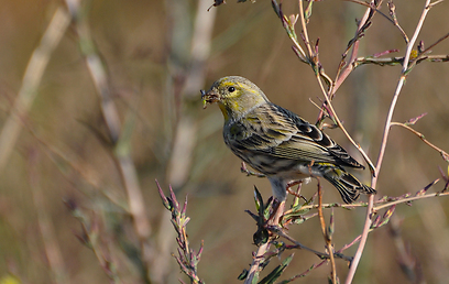 צילום: עירד סולניק