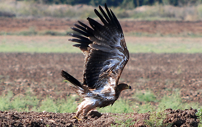 צילום: עירד סולניק