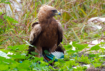 צילום: עירד סולניק