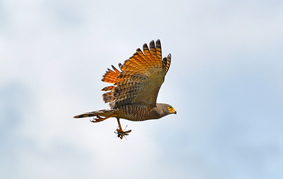 צילום: עירד סולניק