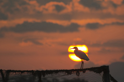 צילום: עירד סולניק