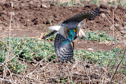 צילום: עירד סולניק
