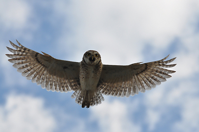 צילום: עירד סולניק
