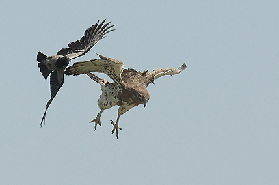 צילום: עירד סולניק