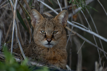 צילום: עירד סולניק