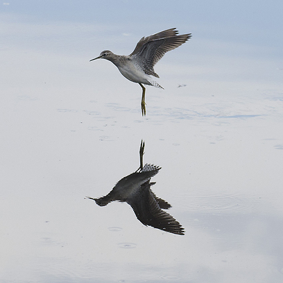צילום: עירד סולניק