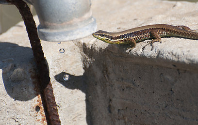 צילום: עירד סולניק
