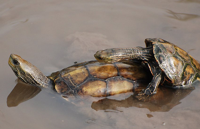 צילום: עירד סולניק
