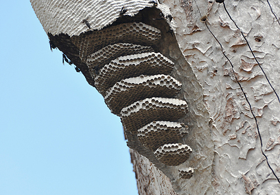 צילום: עירד סולניק