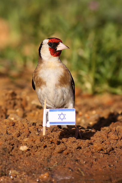 צילום: אלון מאיר
