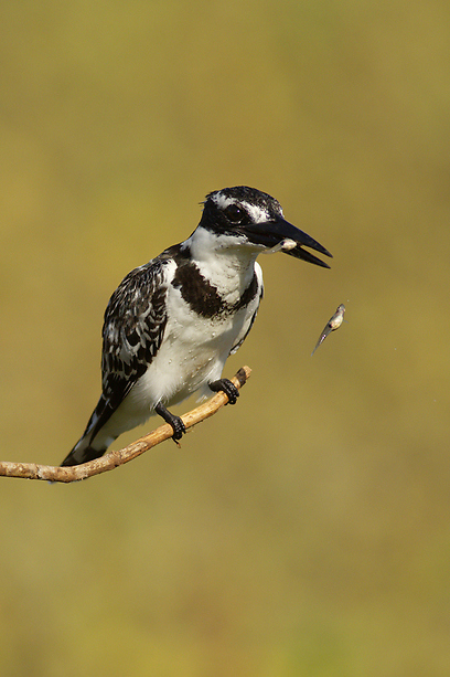 צילום: אלון מאיר