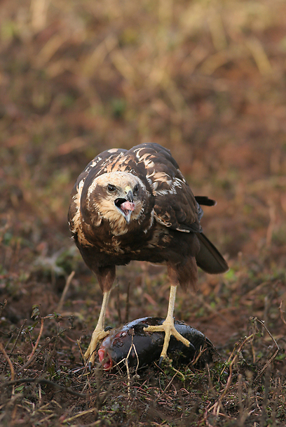 צילום: אלון מאיר