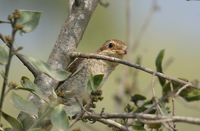 צילום: איתי שמשון