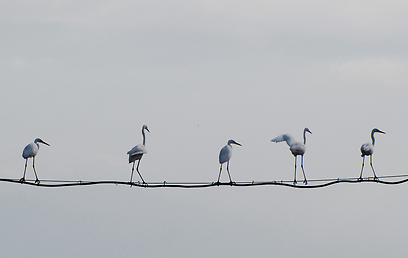 צילום: איתי שמשון