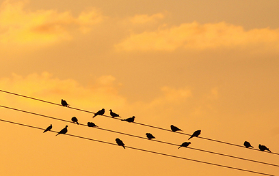 צילום: איתי שמשון