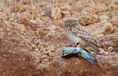 צילום: אלון מאיר