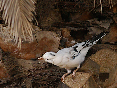צילום: רותי רם