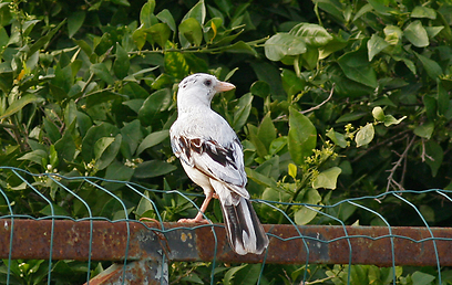 צילום: רותי רם