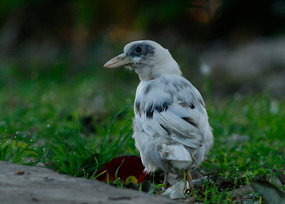 צילום: רותי רם