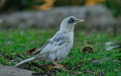 צילום: רותי רם