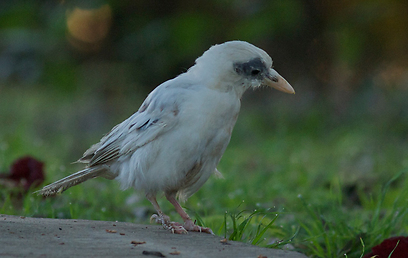 צילום: רותי רם