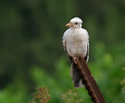 צילום: רותי רם