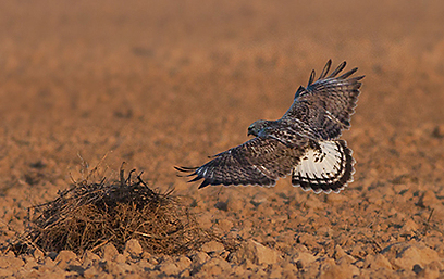 צילום: משה כהן צילום: משה כהן