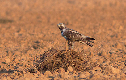 צילום: משה כהן צילום: משה כהן