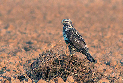צילום: משה כהן צילום: משה כהן