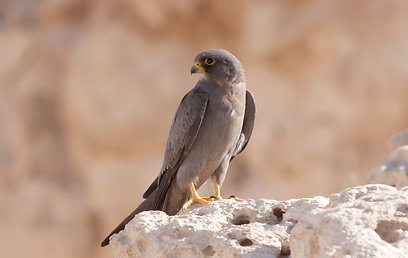 צילום: מידד גורן, החברה להגנת הטבע צילום: מידד גורן, החברה להגנת הטבע