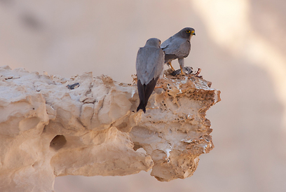 צילום: מידד גורן, החברה להגנת הטבע צילום: מידד גורן, החברה להגנת הטבע