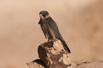 צילום: מידד גורן, החברה להגנת הטבע צילום: מידד גורן, החברה להגנת הטבע