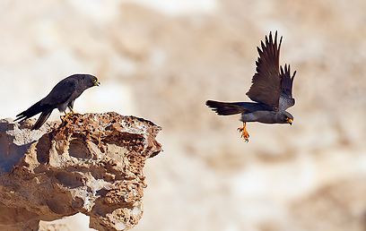 צילום: יואב פרלמן, החברה להגנת הטבע צילום: יואב פרלמן, החברה להגנת הטבע