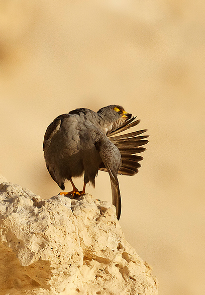 צילום: יואב פרלמן, החברה להגנת הטבע צילום: יואב פרלמן, החברה להגנת הטבע