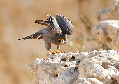 צילום: יואב פרלמן, החברה להגנת הטבע צילום: יואב פרלמן, החברה להגנת הטבע