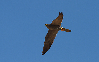 צילום: יואב פרלמן, החברה להגנת הטבע צילום: יואב פרלמן, החברה להגנת הטבע
